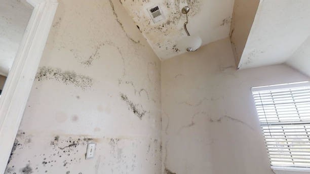 Best Crawl Space Mold Remediation  in Biglerville, PA